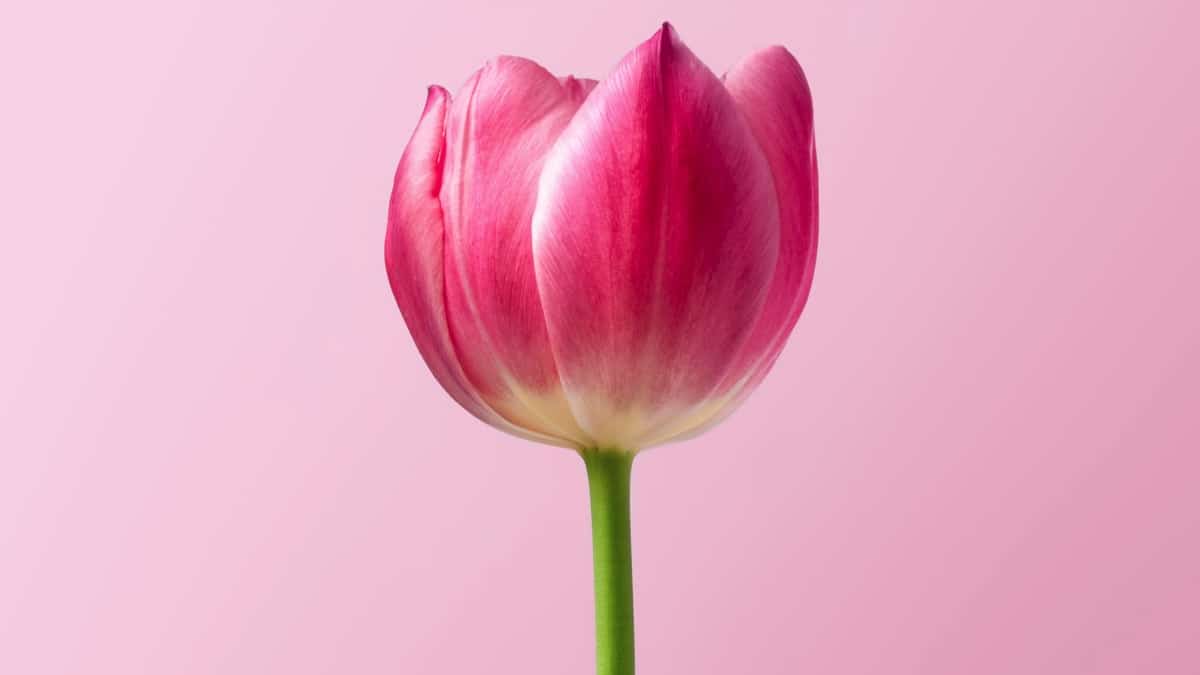 Why You Might Need to Get Over Yourself