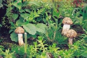 Healthy and Tasty Asian Mushrooms by Wendy Gist