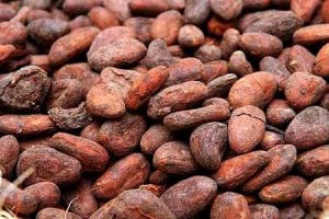 Cocoa Offers Health Benefits
