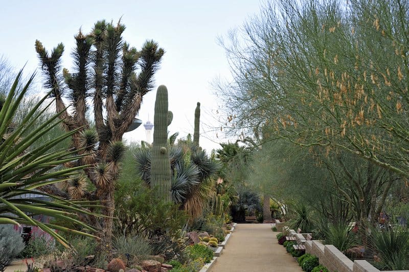 Credit: Andrew - https://www.flickr.com/photos/wildlasvegas