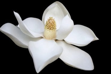 Dignity; the Hallmark of a Great Soul